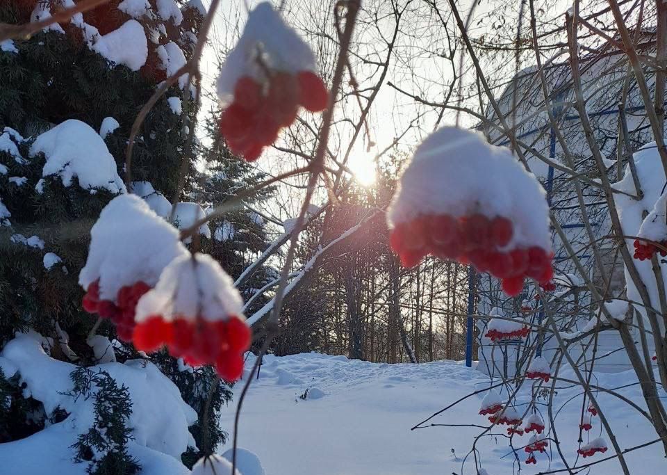 Зимние ягоды